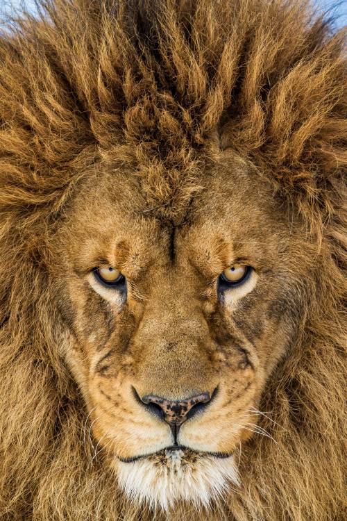 Serious Lion von Mike Centioli
