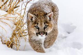 Sneaky Cougar
