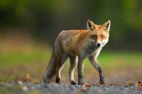 Red Fox