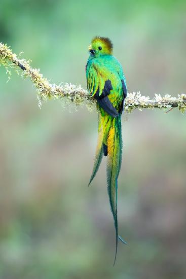Strahlender Quetzal