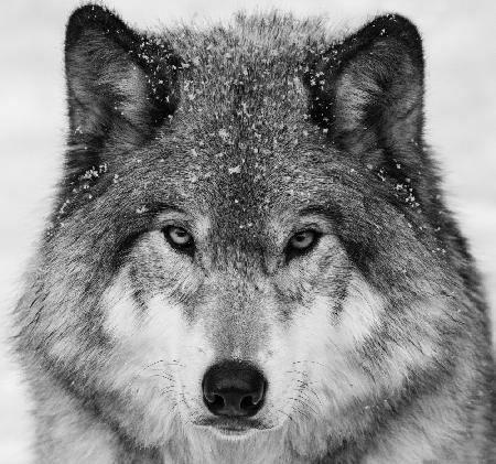 Wolf-Porträt