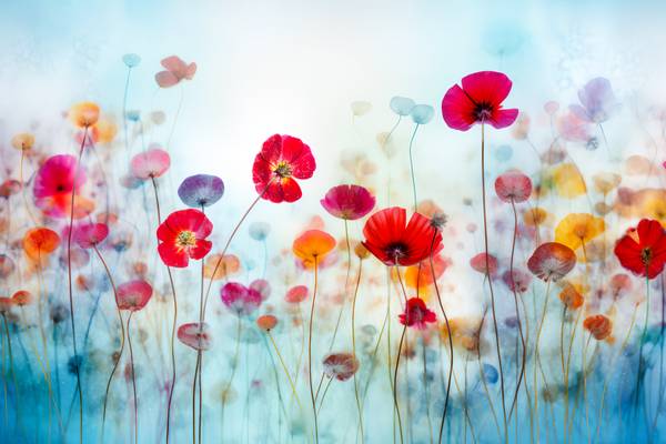 Blaue Blumenwiese mit bunten Blumen, Stillleben, digital Kunst von Miro May