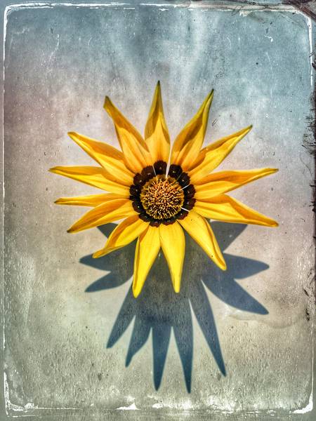 Gelbe Blume von Miro May