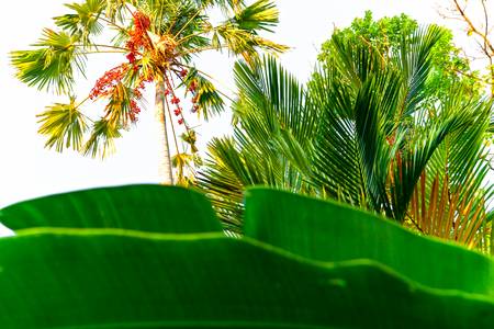Bananenblatt, Palme, Baum, Natur, Bali, Regenwald, grün 2022