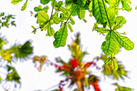 Natur Bali, Palmen, Blätter, Bäume, Wald, Regenwald 2022