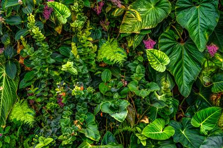 Tropische Pflanzen und Blätter im Dschungel, botanische Kunst aus dem Regenwald 2022