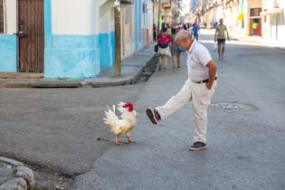 Viva Rooster. Havana Cuba 2020