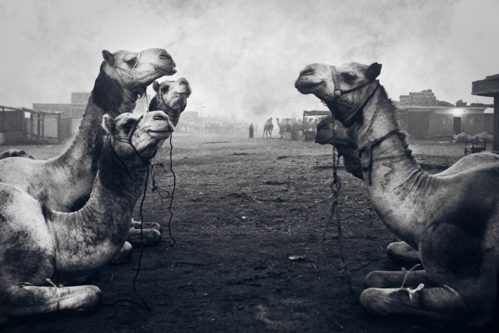 Der Hirten-von-Kamel-Markt von Mohamed Fawzy Kutp