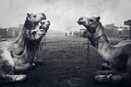 Der Hirten-von-Kamel-Markt