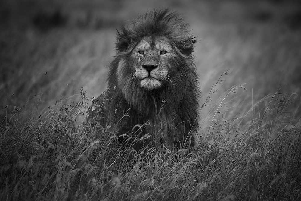 König der Löwen von Mohammed Alnaser