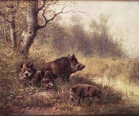 Wild Boar in the Black Forest 1880