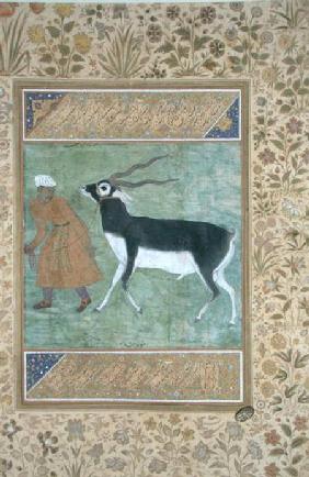 An Indian black buck being led by its keeper c.1616