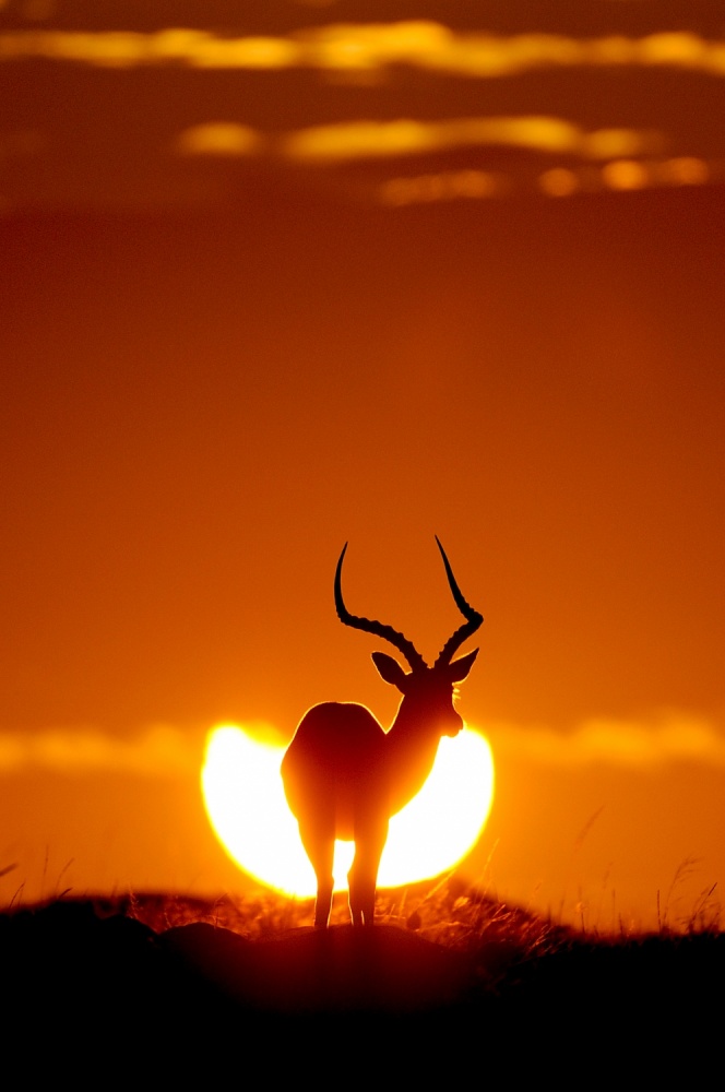 Impala in der Sonne von Muriel Vekemans