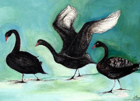 A ballet of Black Swans 2013