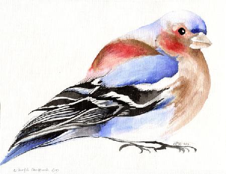 Colourful Chaffinch 2011