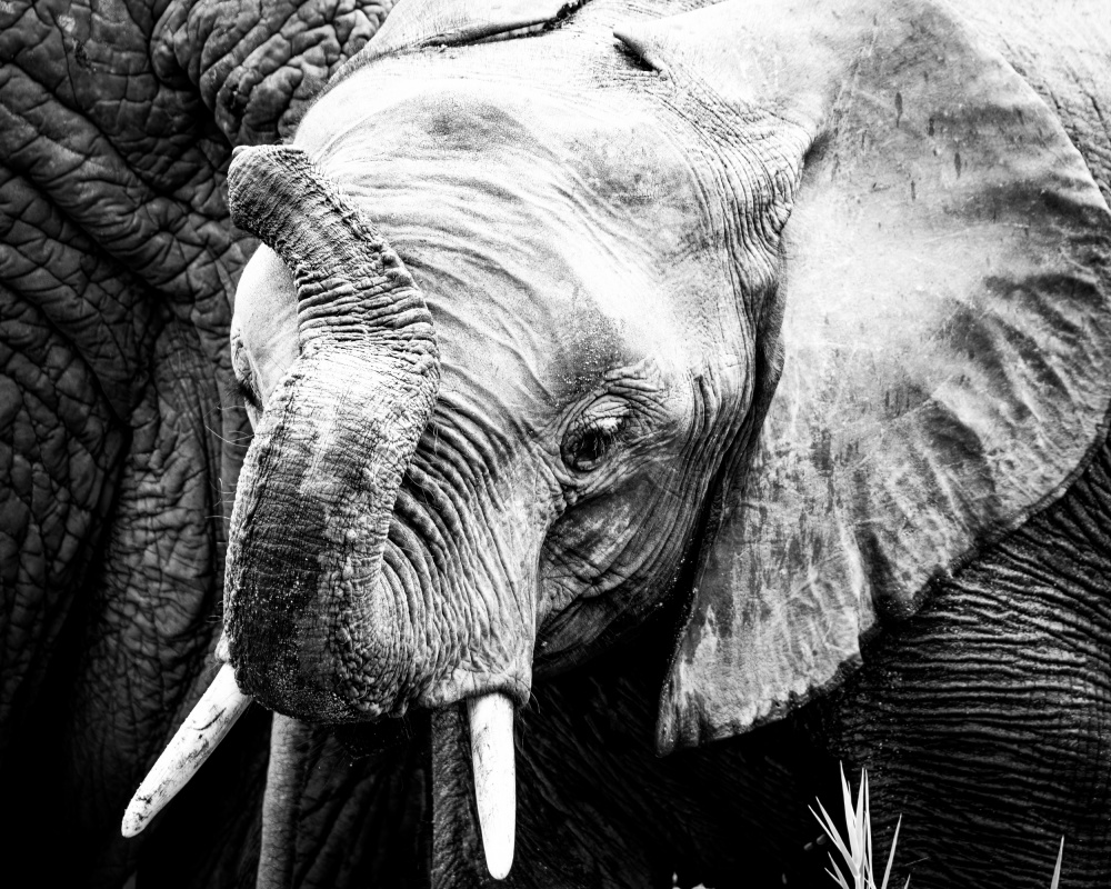 Elefantenkalb von Naomi Lupton
