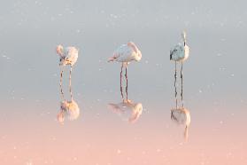 Drei Flamingos ...