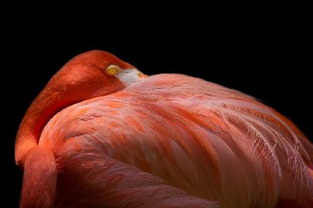 Melancholischer Flamingo