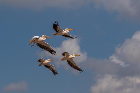 Vier Pelikane im Flug