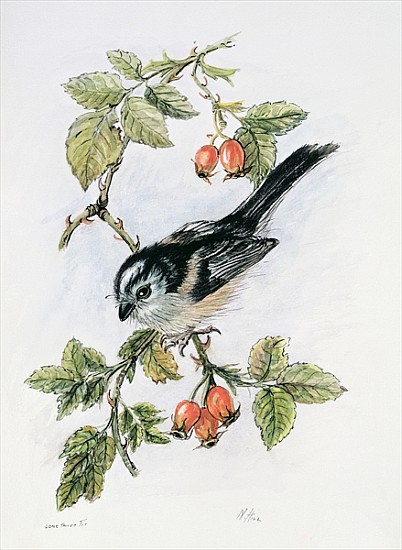 Long-tailed tit and rosehips  von Nell  Hill