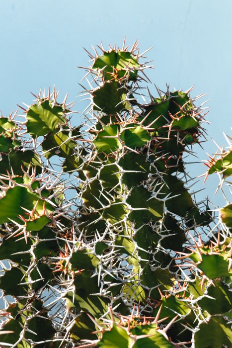 Kaktus auf Lanzarote von Laura Nenz
