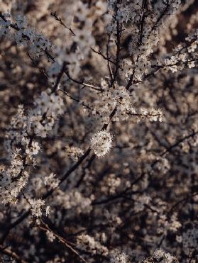 Schlehdorn Blüte Frühling 2020