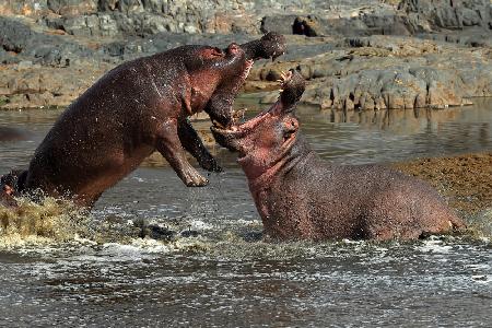 Flusspferde kämpfen