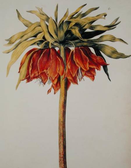 Crown Imperial Lily or Fritillary, from 'La Guirlande de Julie' von Nicolas Robert