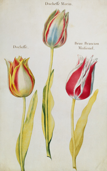 Tulips von Nicolas Robert