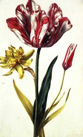 Daffodil and Tulip c.1675