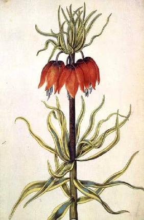 Fritilleria c.1675