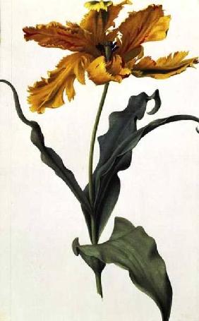 Tulip c.1675