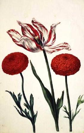 Tulip and Dahlias c.1675