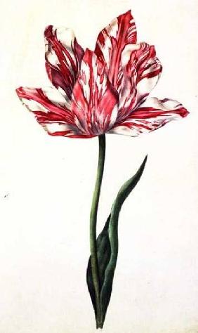 Tulip c.1675
