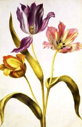 Tulips c.1675