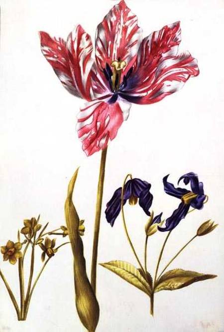 Tulip and Daffodil von Nicolas Robert