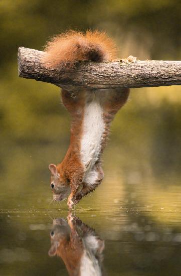 Hängendes Eichhörnchen