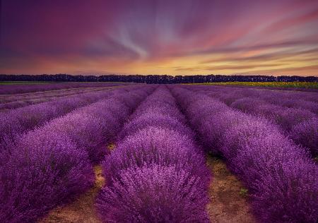 ...Lavendelfeld