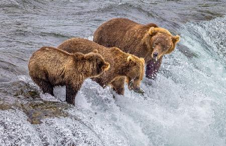Eine Bärenfamilie
