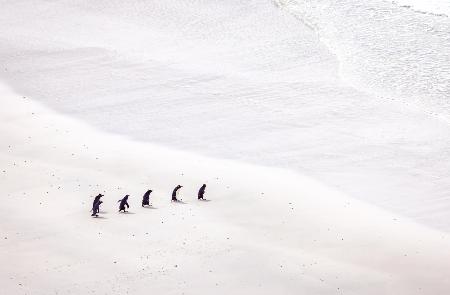 Pinguine gehen zum Meer