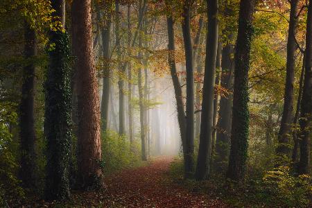 Herbstlicher bunter Wald