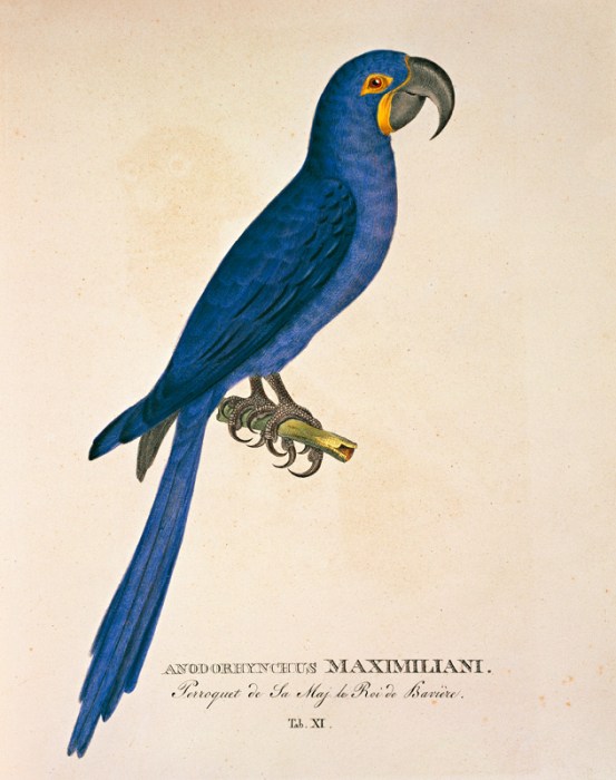 Ara Anodorhynchus maximiliani von 