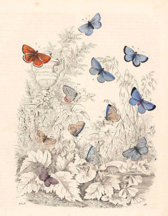 Adonis blue butterfly von 