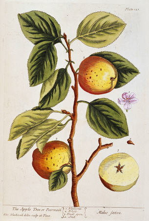 Apple Tree, (Malus Sativa) From ''A Curious Herbal'' von 