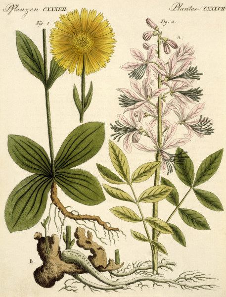 Arnica and glas plant / Bertuch 1813 von 