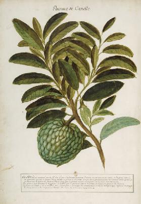 Anacardium pineum / Ch.Plumier