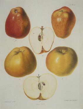 Apple / Colour lithograph
