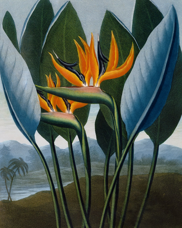 Bird-of-Paradise Flower / Aquatint 1804 von 