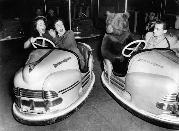 Brown bear of Bertram Mills circus in bumper cars dodgems animal animaux animals loisirs leisure von 