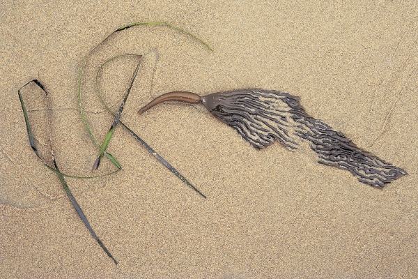 Bird like kelp formation portuguese men at war with grass at low tide, Porbandar (photo)  von 